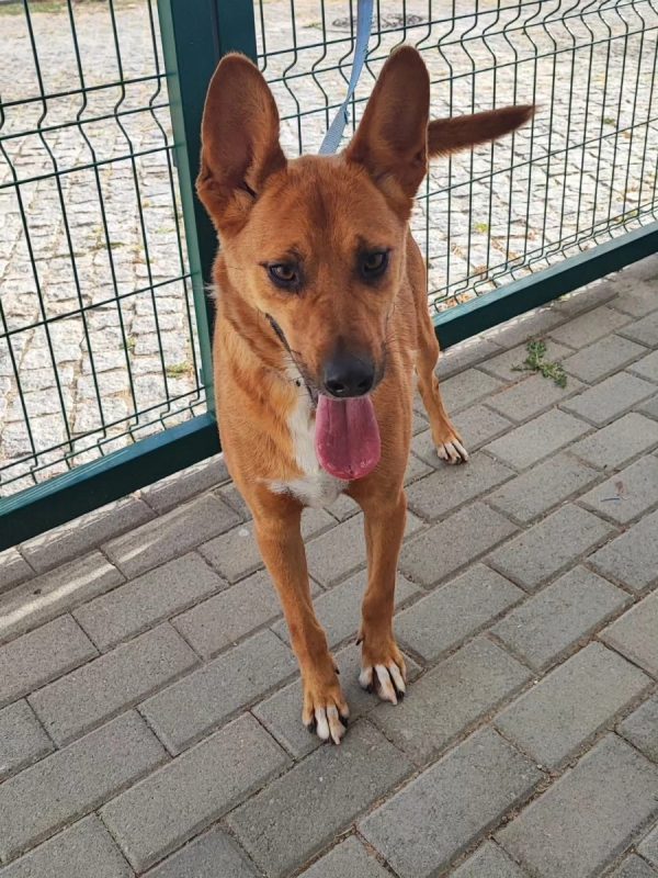 Snoopy - Chien à adopter - photo 5
