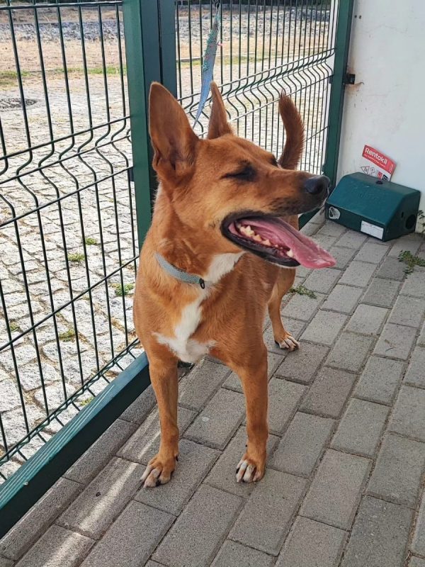Snoopy - Chien à adopter - photo 3
