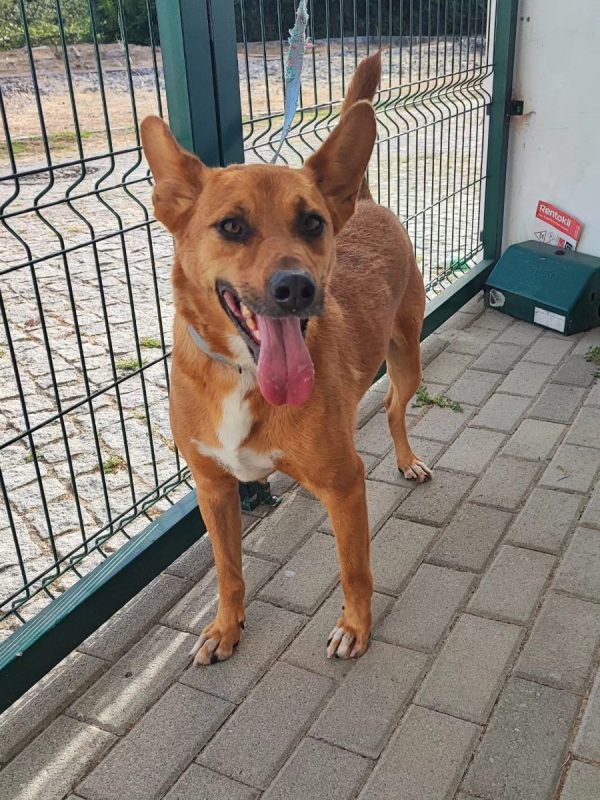 Snoopy - Chien à adopter - photo 4