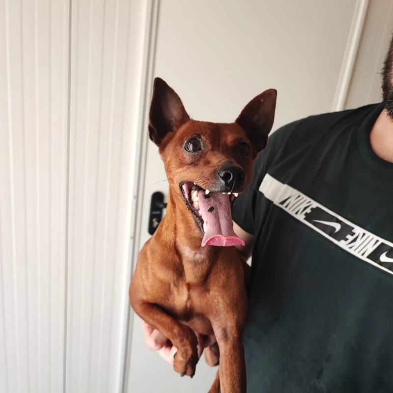 Cookie - Chien Croisé x Pinscher à adopter - photo 3
