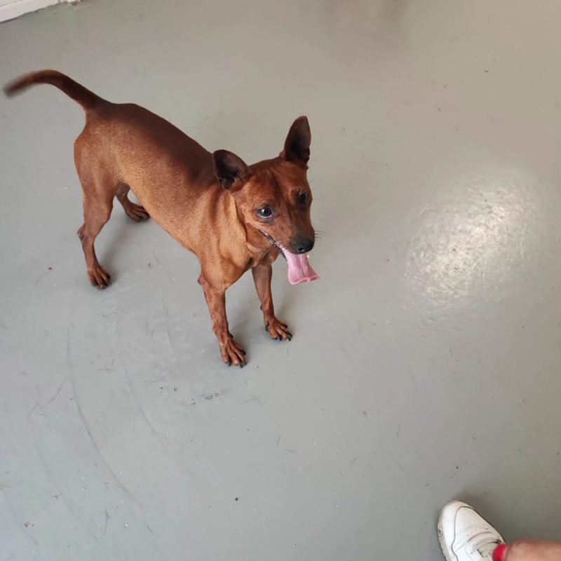 Cookie - Chien Croisé x Pinscher à adopter - photo 2