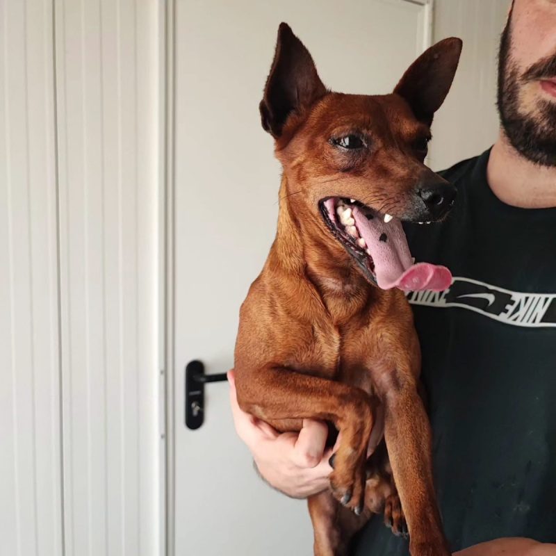 Cookie - Chien Croisé x Pinscher à adopter - photo 4