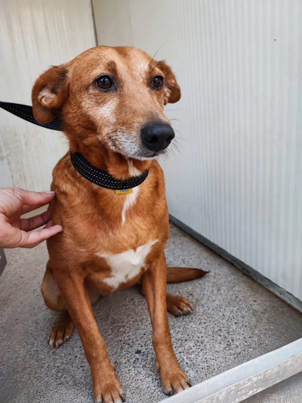 Benny - Chien à adopter - photo 3