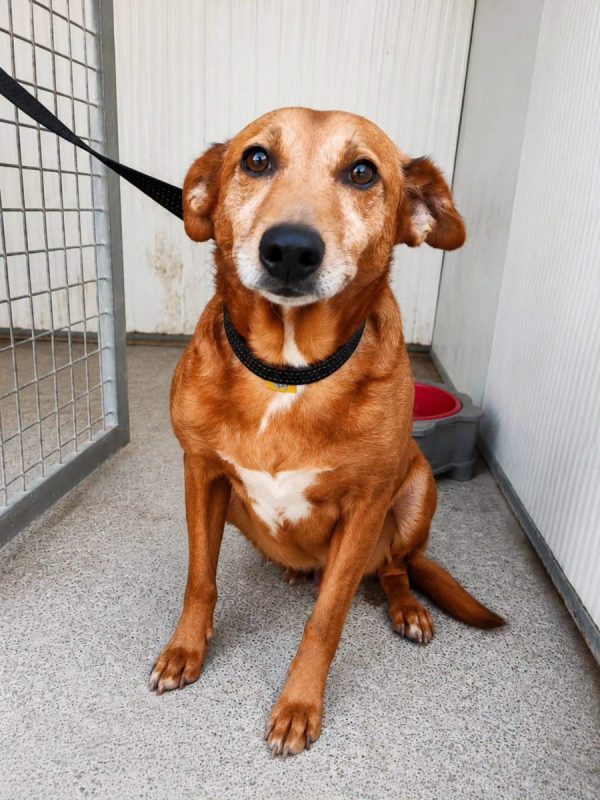 Benny - Chien à adopter - photo 2