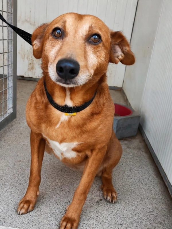 Benny - Chien à adopter