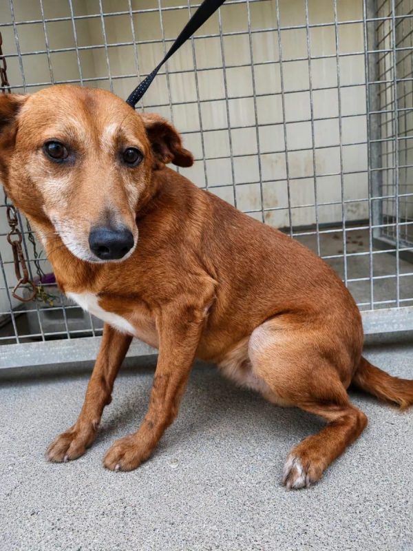 Benny - Chien à adopter - photo 4