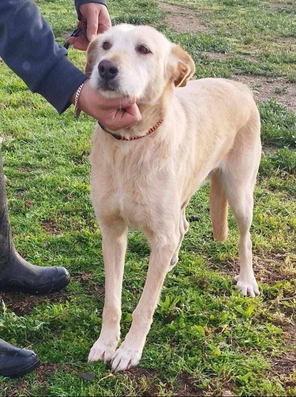 Bimba - Chien à adopter - photo 3