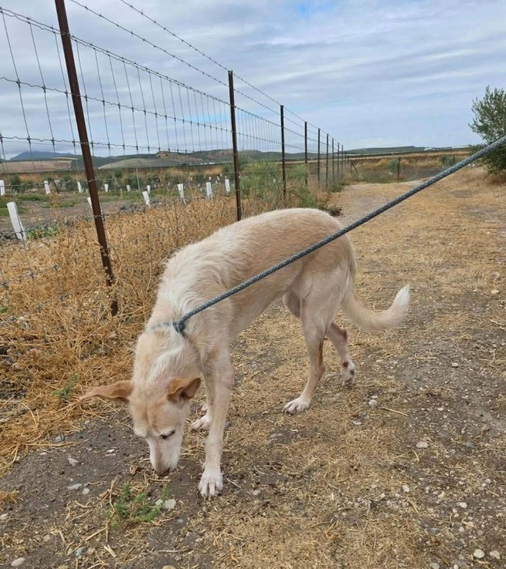 Bimba - Chien à adopter - photo 4