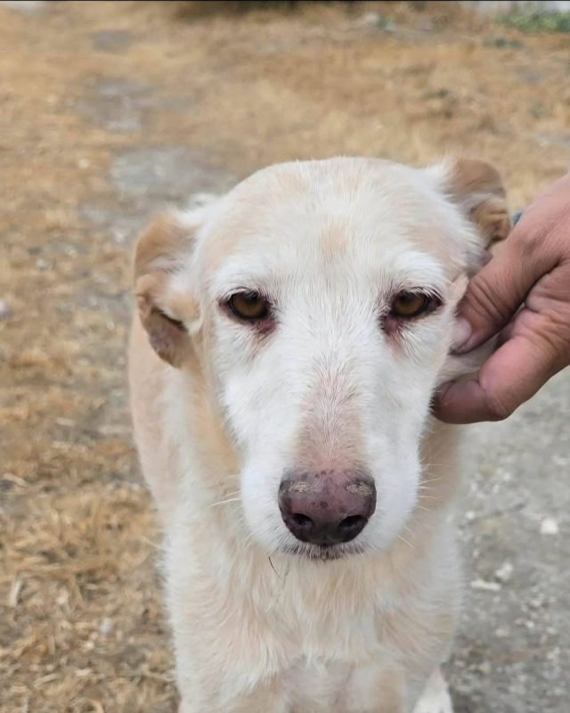 Bimba - Chien à adopter