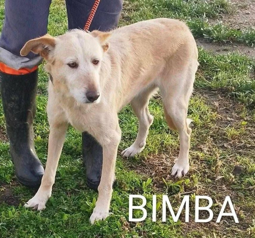 Bimba - Chien à adopter - photo 5