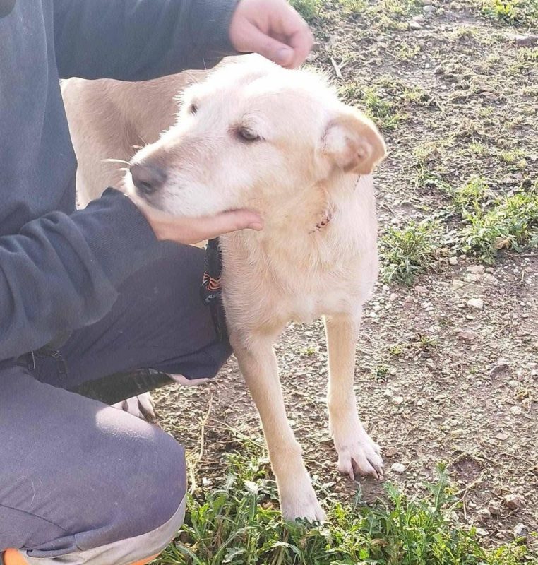 Bimba - Chien à adopter - photo 2