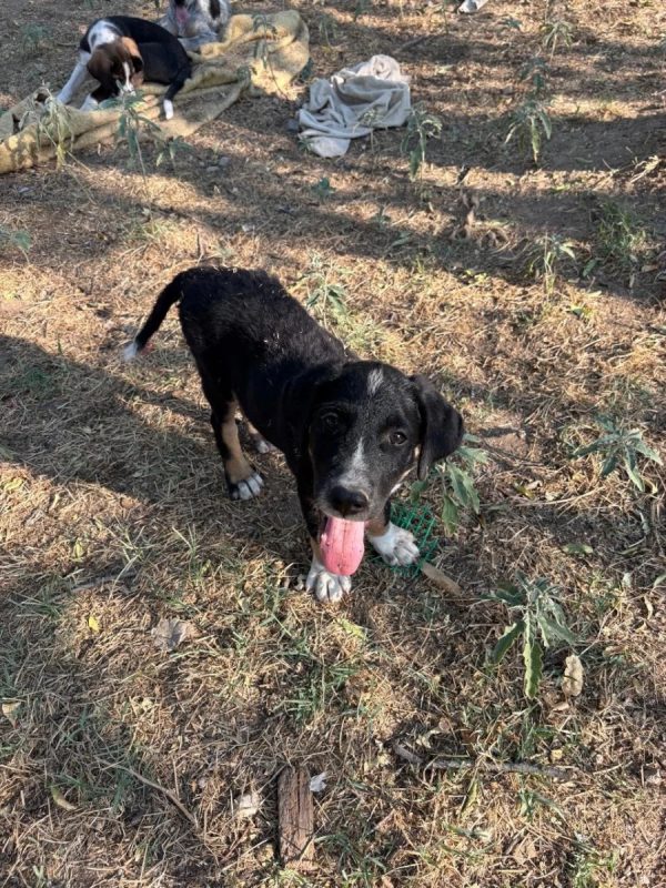 Noah - Chien à adopter - photo 2