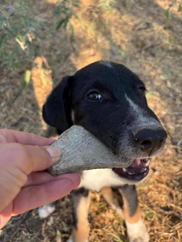 Noah - Chien à adopter