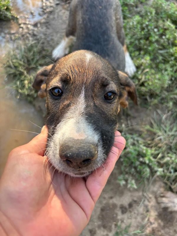 Elliot - Chien à adopter