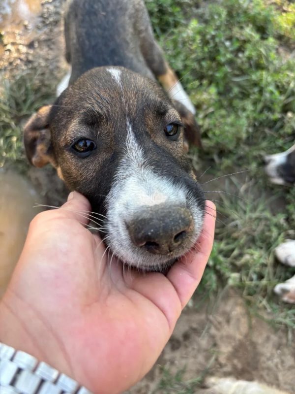 Elliot - Chien à adopter - photo 2