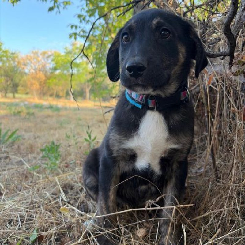 EOLE - Chien à adopter - photo 6