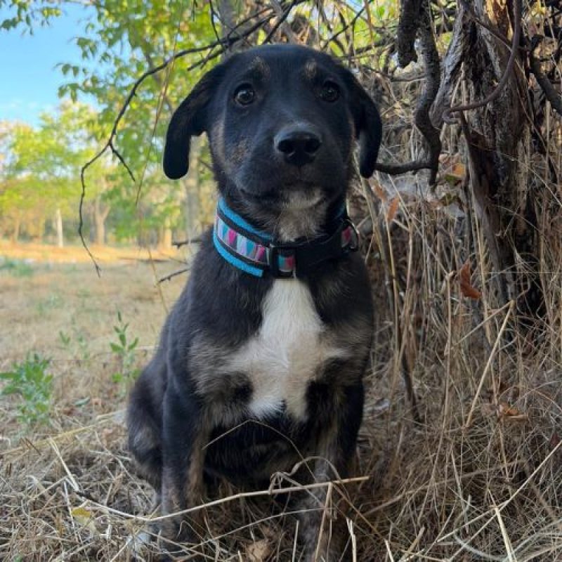EOLE - Chien à adopter - photo 8