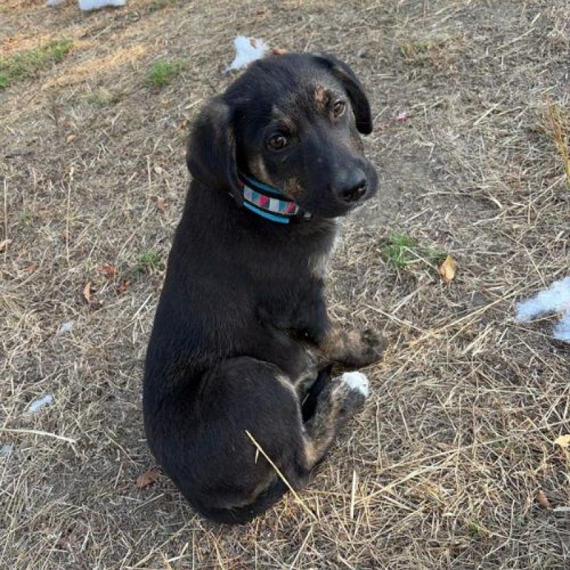 EOLE - Chien à adopter - photo 7