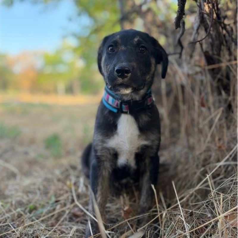 EOLE - Chien à adopter