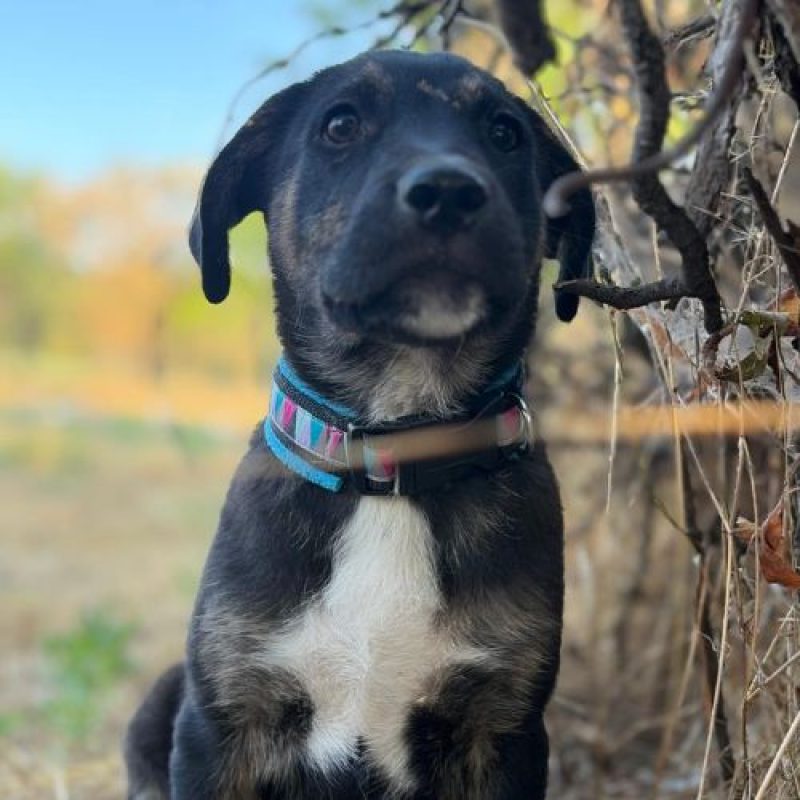 EOLE - Chien à adopter - photo 4