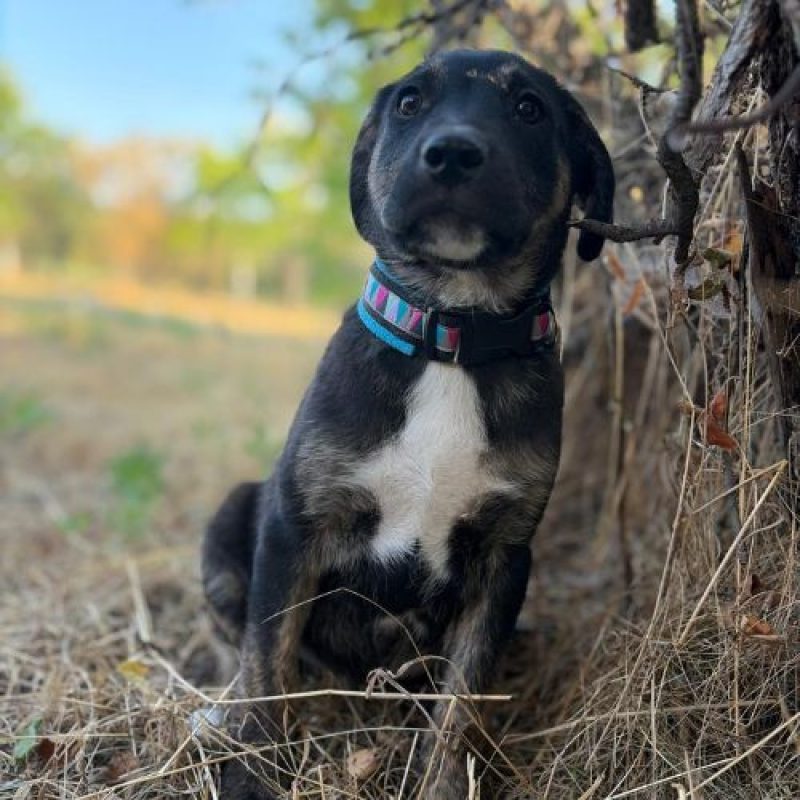 EOLE - Chien à adopter - photo 2
