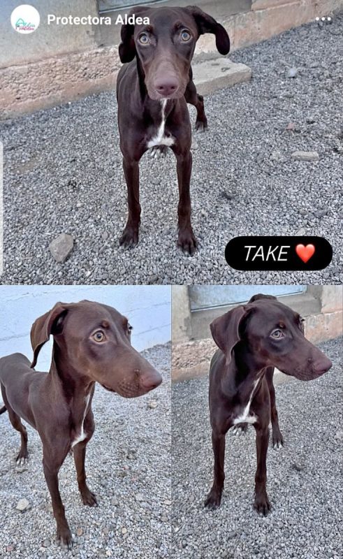 TAKE - Chien à adopter - photo 2