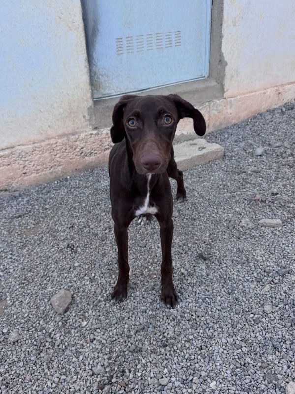TAKE - Chien à adopter