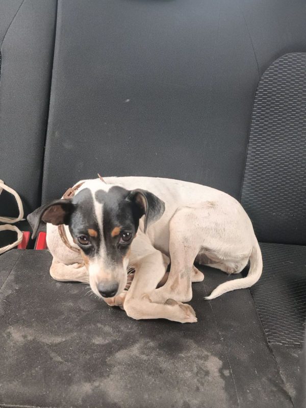 SIENA - Chien à adopter - photo 2