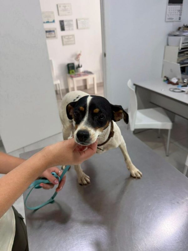 SIENA - Chien à adopter