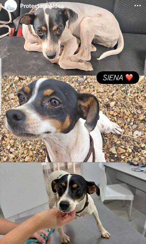 SIENA - Chien à adopter - photo 3