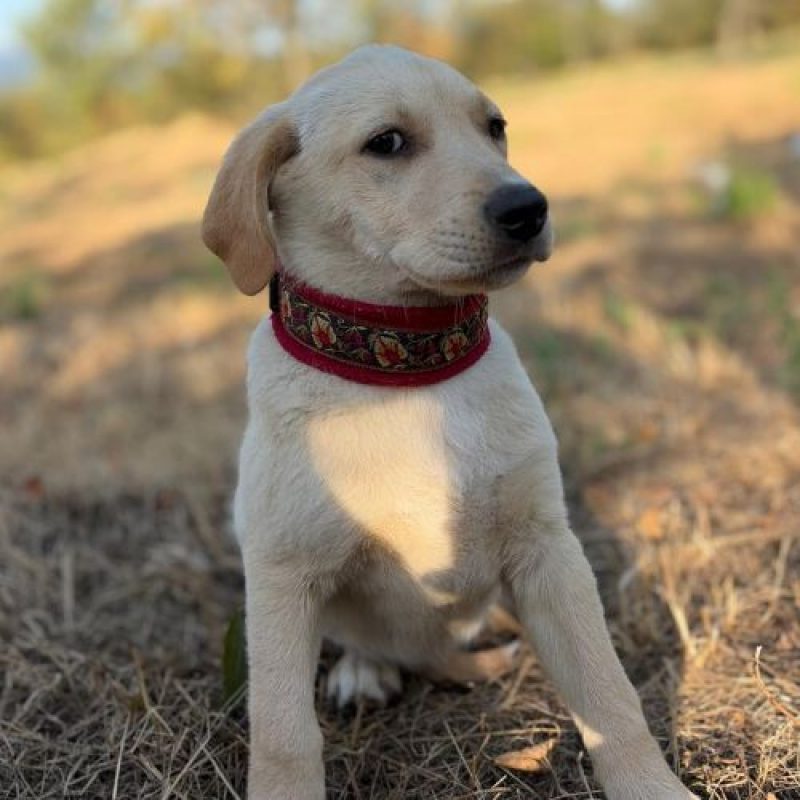 MACELA - Chien à adopter - photo 4