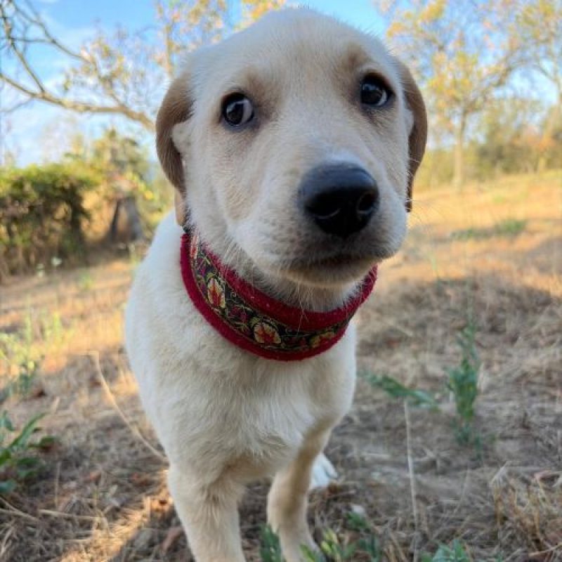 MACELA - Chien à adopter - photo 2