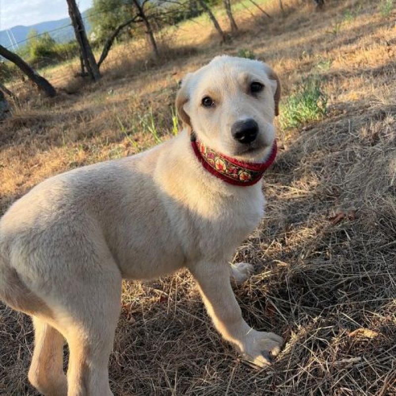 MACELA - Chien à adopter - photo 6