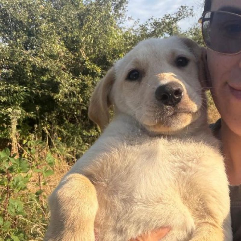 MACELA - Chien à adopter - photo 5