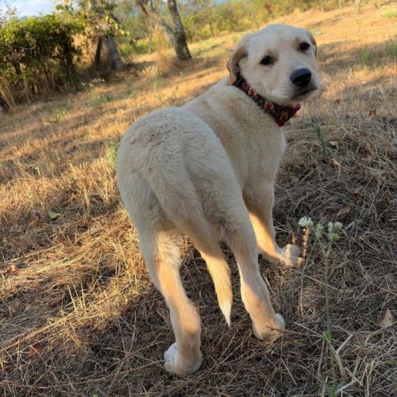 MACELA - Chien à adopter - photo 3