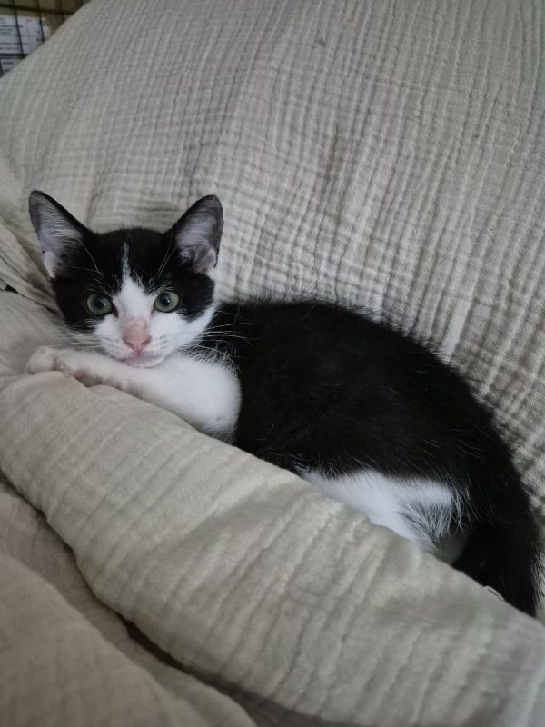 OREO - Chat à adopter