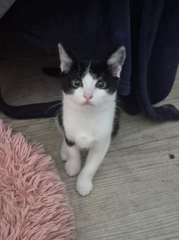 OREO - Chat à adopter - photo 2