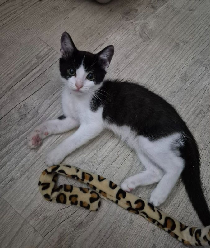 OREO - Chat à adopter - photo 4