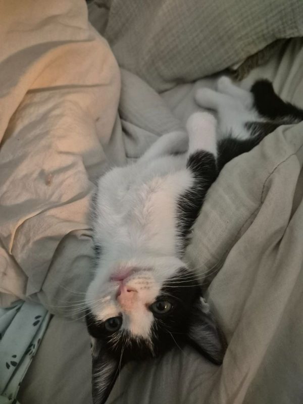 OREO - Chat à adopter - photo 3