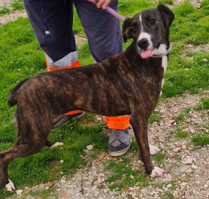 Tucha - Chien à adopter - photo 3
