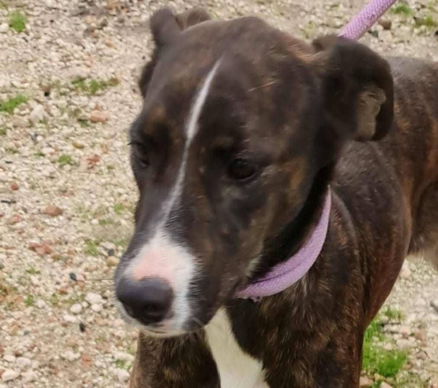 Tucha - Chien à adopter