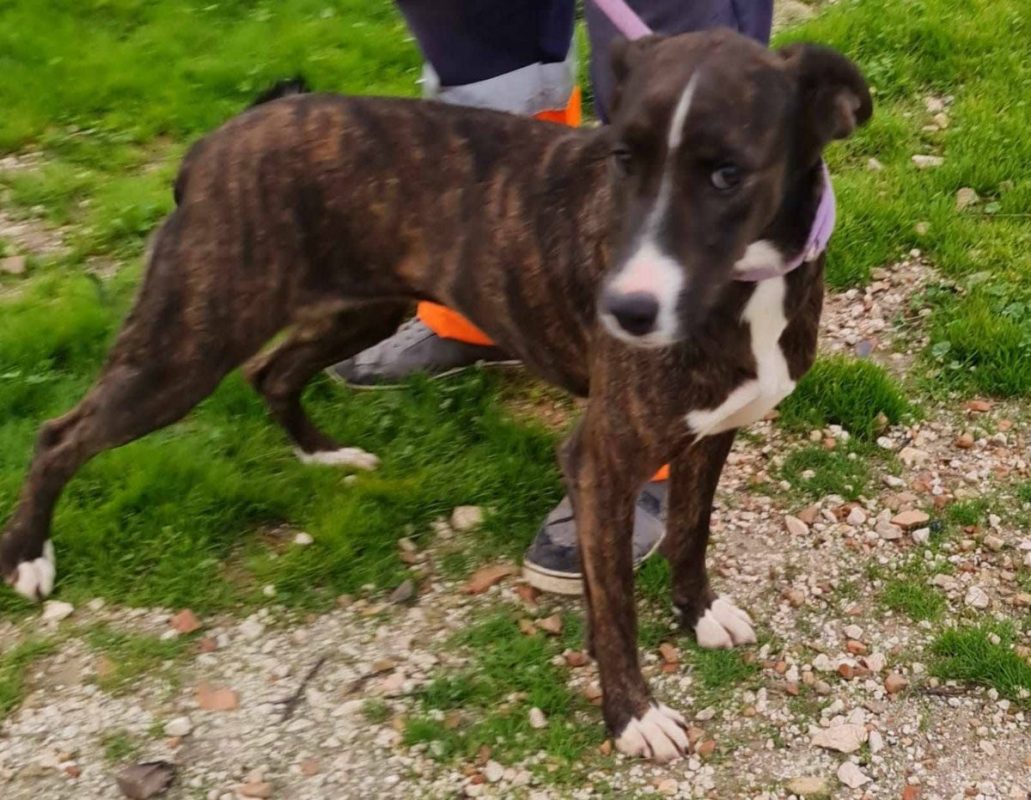 Tucha - Chien à adopter - photo 2