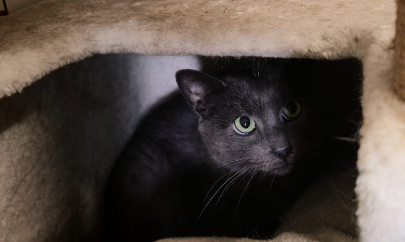 Tofu - Chat Européen à adopter