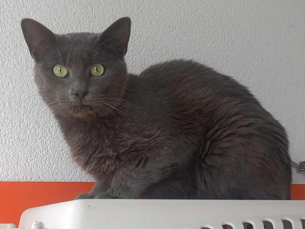 Tofu - Chat Européen à adopter - photo 5