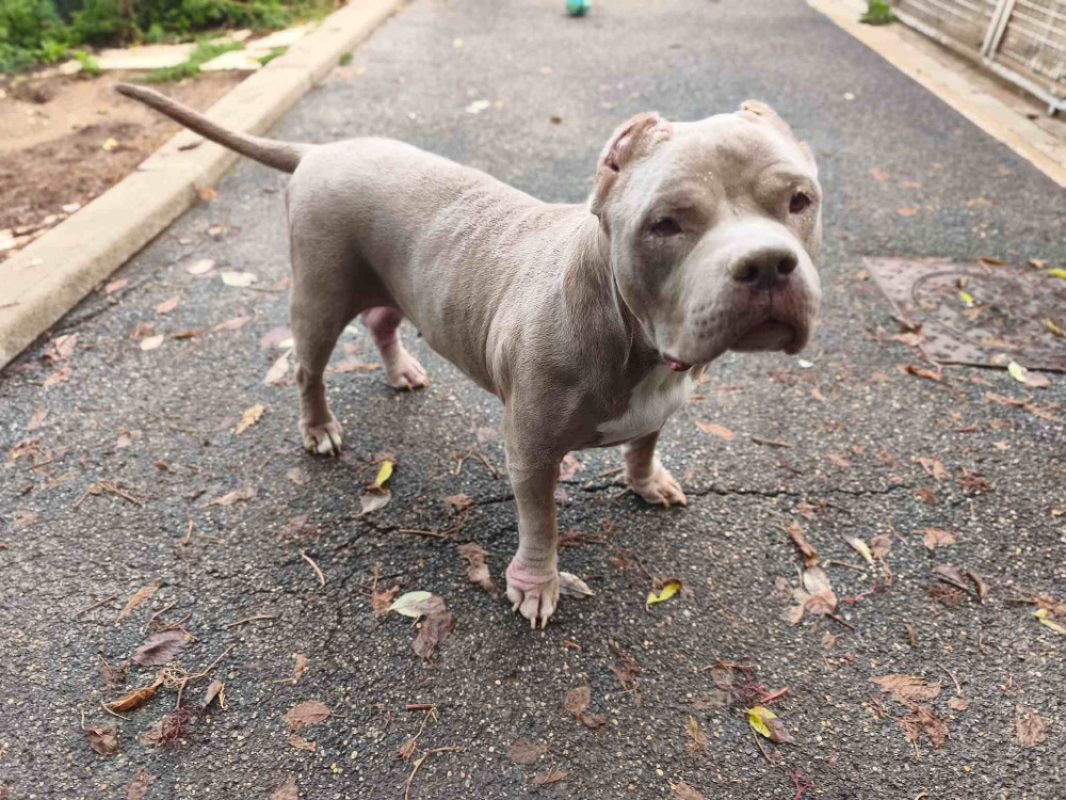 Kiara - Chien American Bully à adopter
