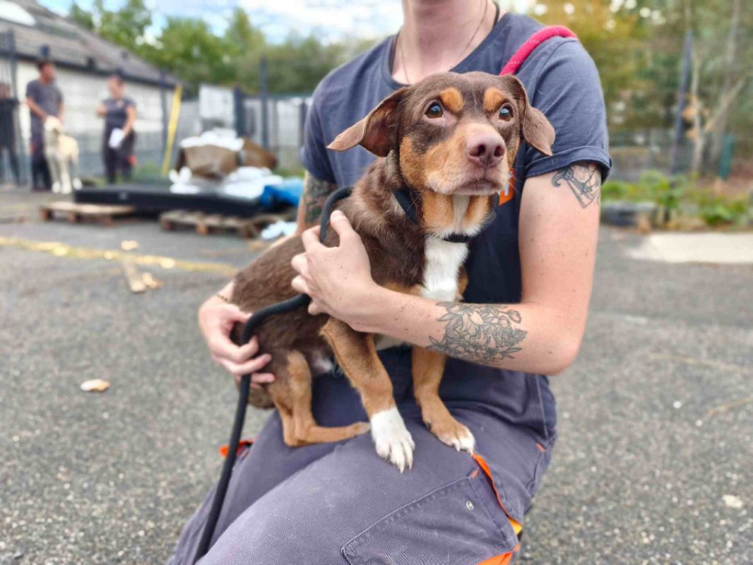 Rex - Chien Teckel à adopter