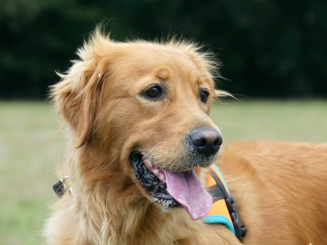 Rebelle réservé - Chien à adopter