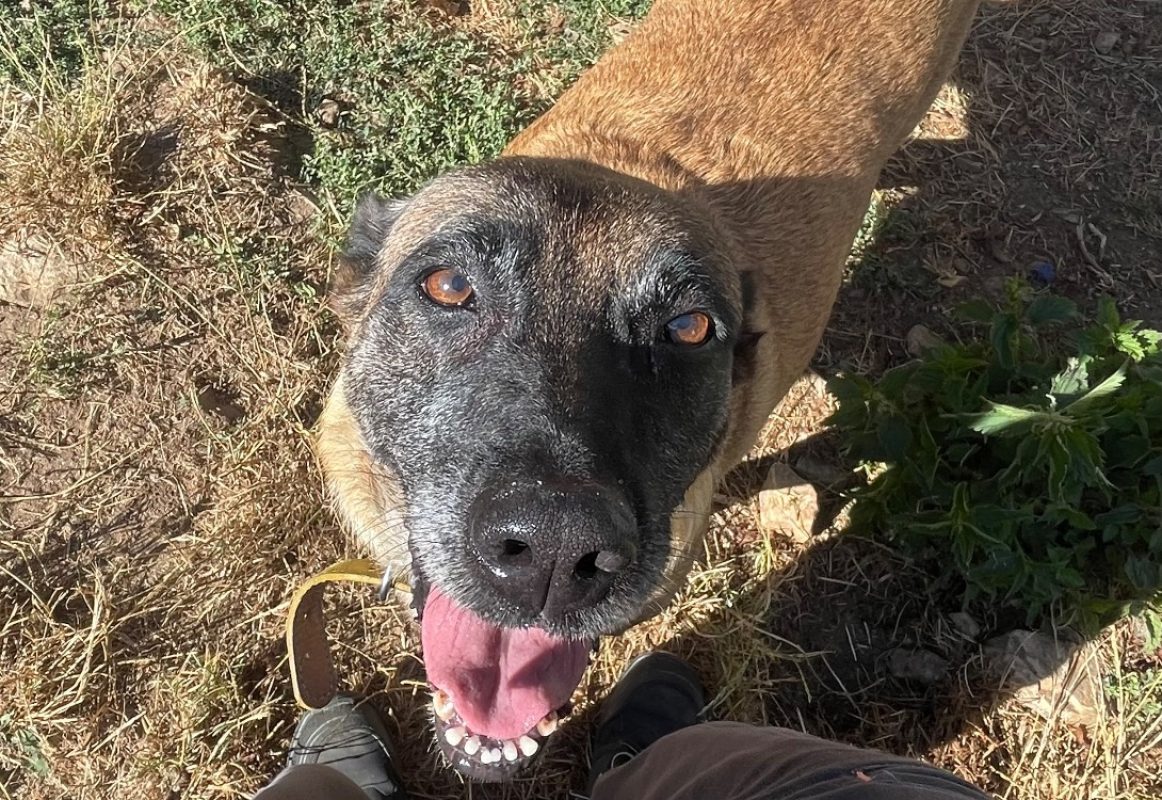 Nazca - Chien Berger Belge Malinois à adopter