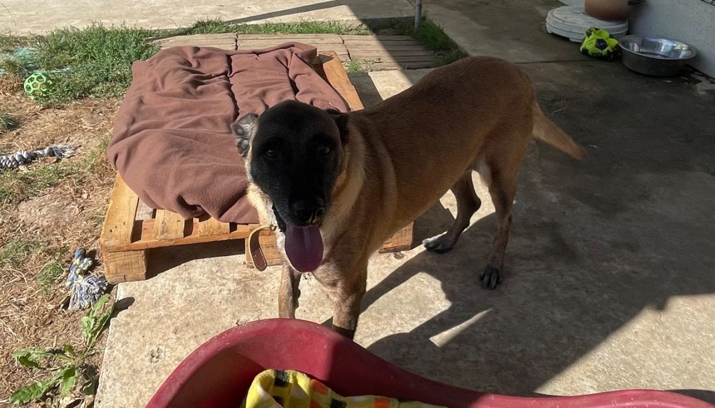 Nazca - Chien Berger Belge Malinois à adopter - photo 2