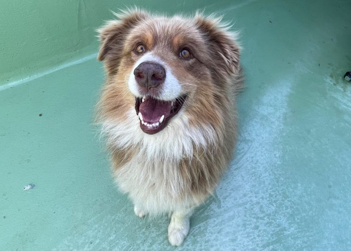 Pago - Chien à adopter